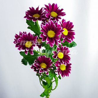 Фиолетовая хризантема Гайдар