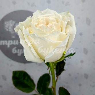 Голландская белая роза Пайя Бланка