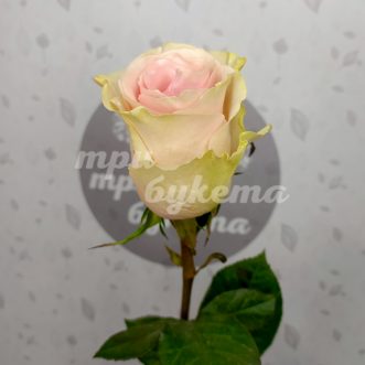 Голландская персиковая роза Фрутетто