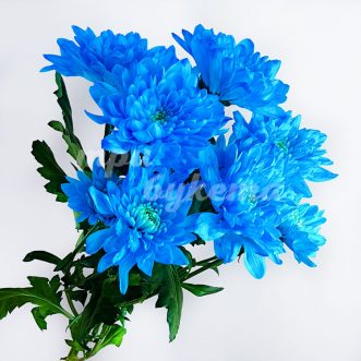 Синие Хризантемы Фото Букет