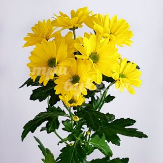 Желтая хризантема Селебрейт